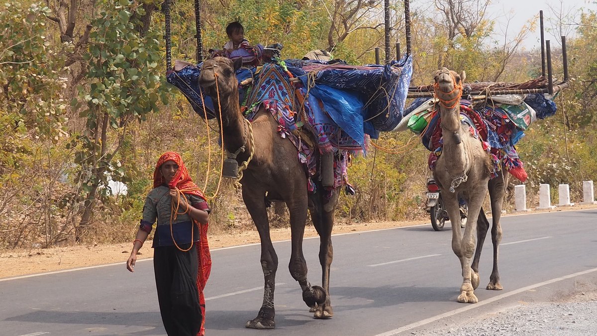 makeitminenow's tweet photo. Exploring Kanha National Park &amp; Tiger Reserve | Wildlife in India Read my blog on this wonderful journey.https://t.co/qXcXozEbXc #india #IncredibleIndia #enticingdestinations #travelwithus #fallinlovewithindia #travelagentfinder https://t.co/IX612B7NIX
