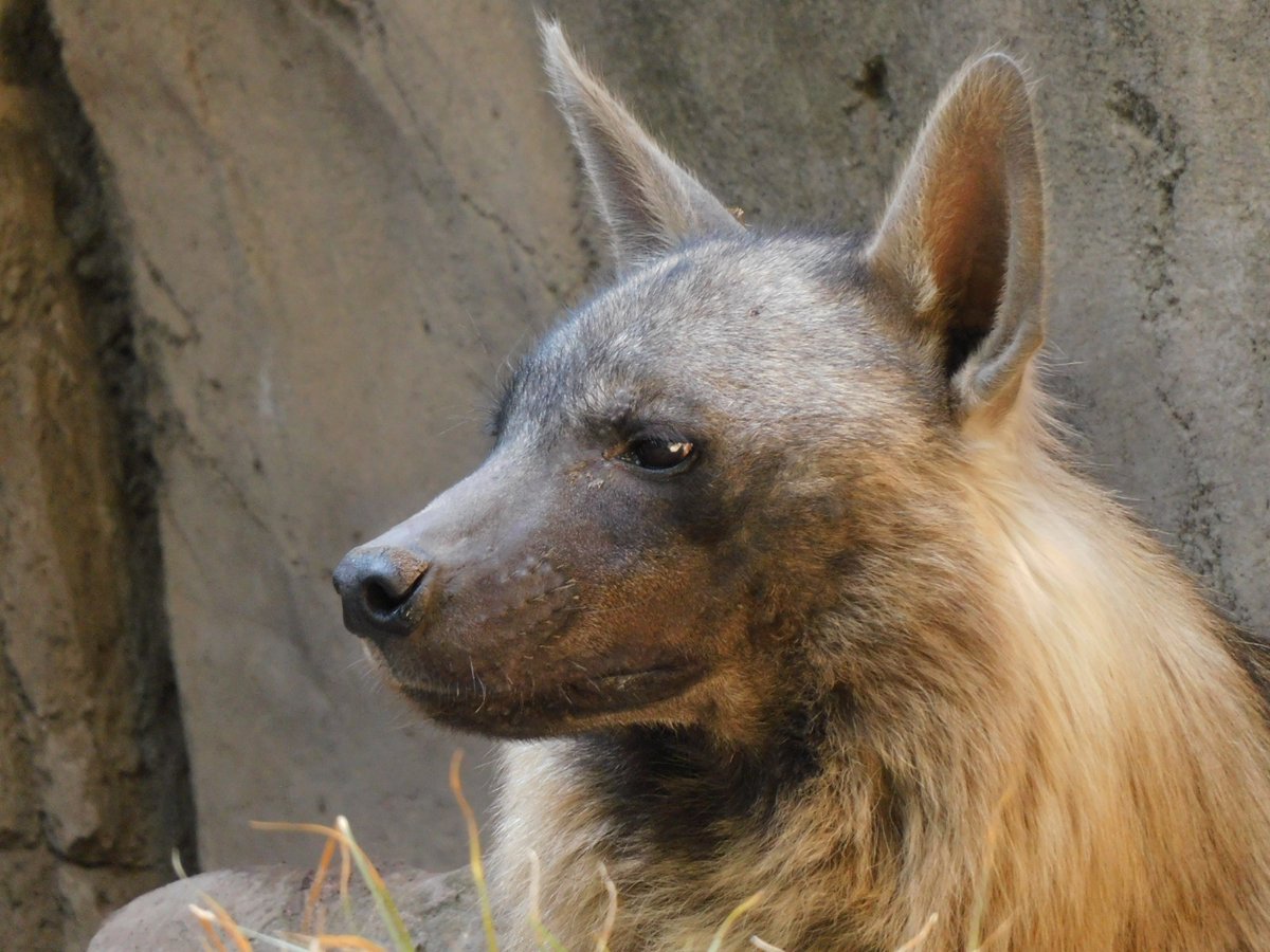 ZoologicosCDMX's tweet image. Ven al #ZoológicoDeChapultepec a conocer y aprender sobre la hiena café. 
#100AñosHaciendoHistoria