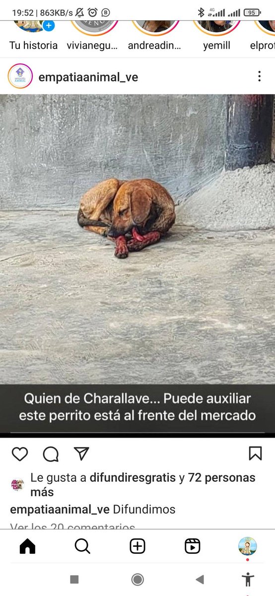 Necesita ayuda URGENTEEE  RT <a href="/margararamos/">𝕄𝕒𝕣amos24</a>: Urgente ayuda para este peludito que está herido, caso en Charallave, por favor difundir 🙏💔