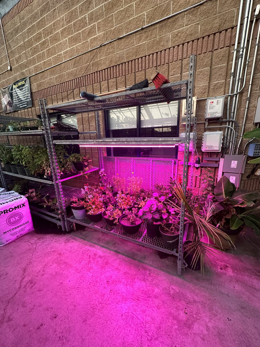 coleiroscience's tweet photo. The @NotreDameHCDSB Greenhouse now glows PINK 💡 thanks to some upgrades we’ve been working on over the summer ☘️. Many cross curricular connections with the Green Industries - Grade 10 #SNC2D and #SNC2P Optics/Physics unit comes to mind. https://t.co/ijCsB3gOZd