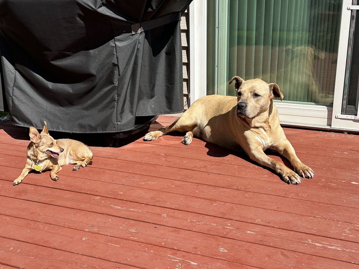 aniemyer's tweet photo. #SundaySunbathing https://t.co/x9hr39jL3G