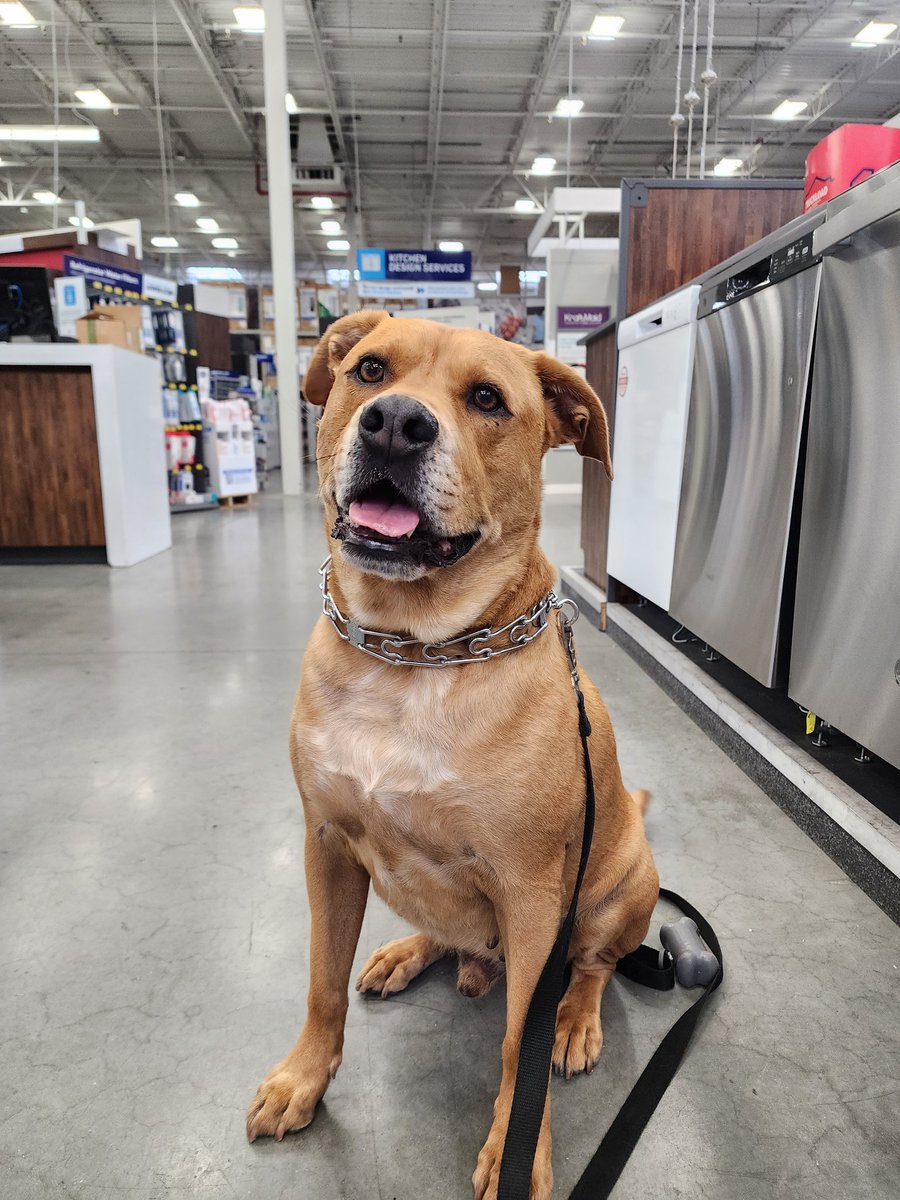Lowes2268's tweet photo. Chester the newest member of the Lowes family. A retired service dog. A real Hero providing hope and friendship to previous owner.#Loweslife, #Loweslovesdogs, #Lowesheros, #Chesterthedog. https://t.co/szIjultjtv