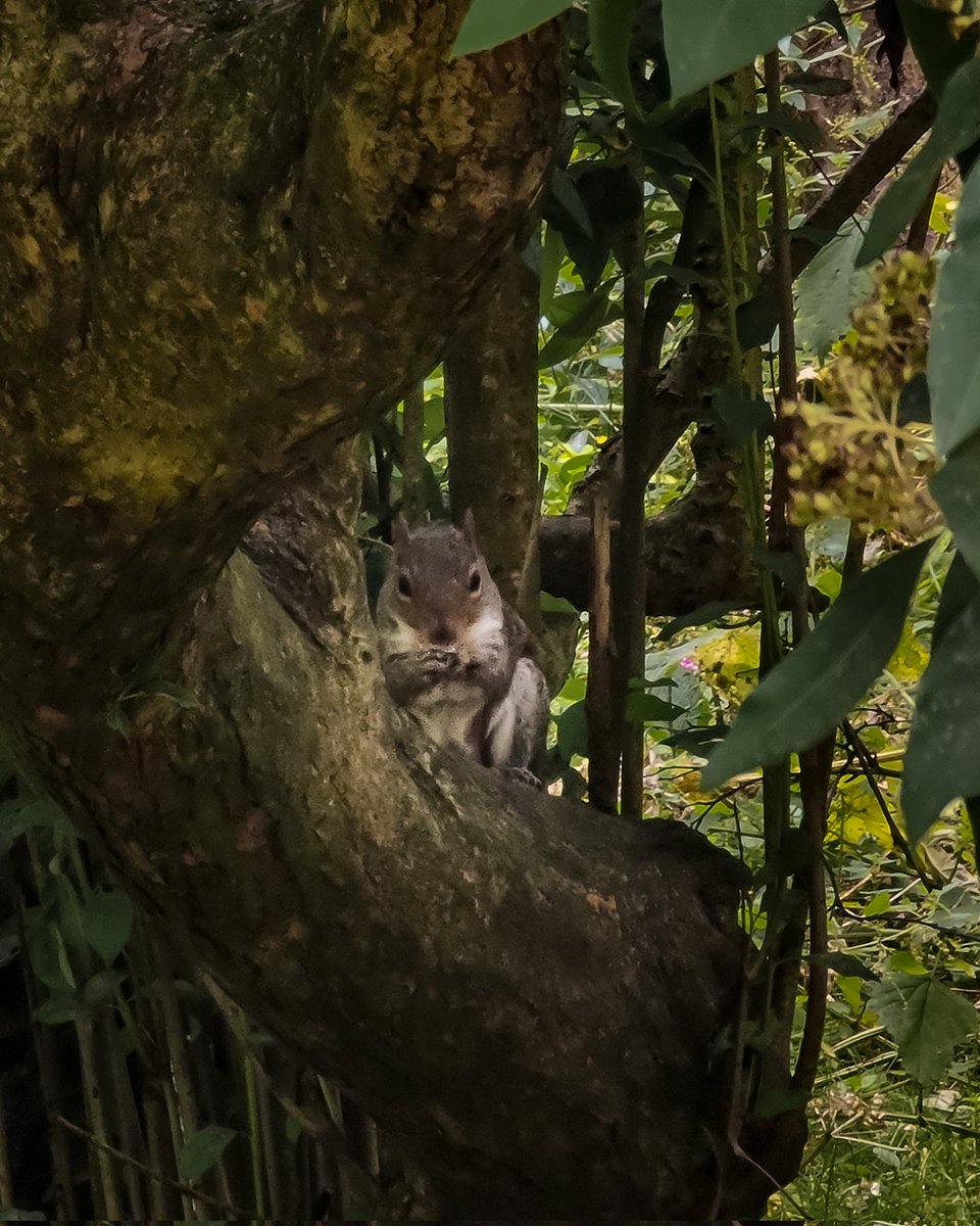 The squirrels at #peasholm Park are always a big hit with my kids. 
#Scarborough #ScarboroughUk #peasholmpark #Squirrels