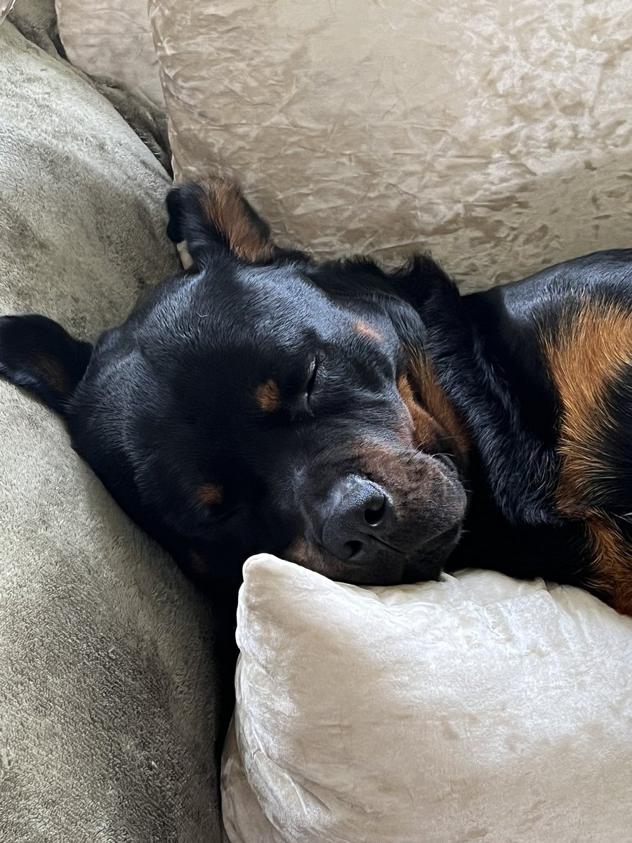 sinmac_'s tweet photo. @AdrienneMaloof Sunday vibes for Seamus ❤️ https://t.co/HQVPyZvFpm