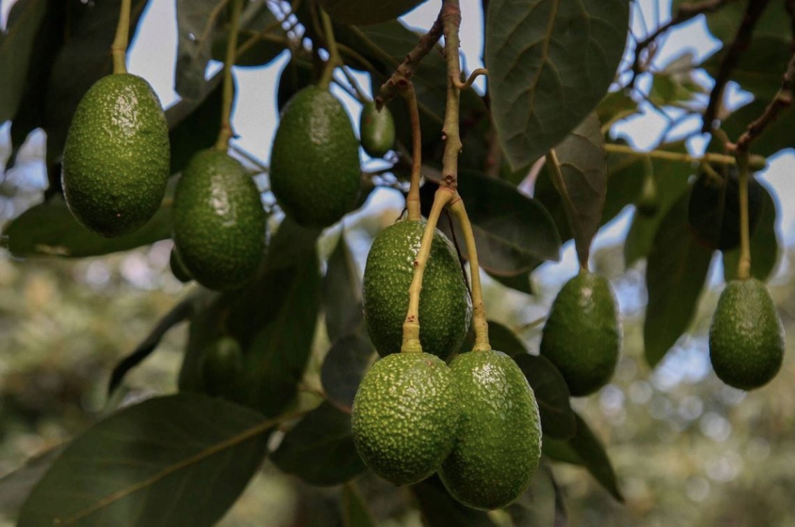 ntvkenya's tweet photo. Kenya climbs ladder in the global avocado production rankings 

https://t.co/6P9WJpQd3i https://t.co/bkFKm0WZjE