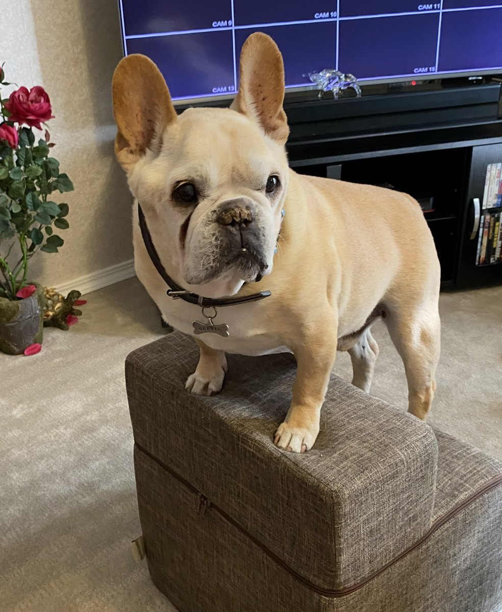 RetCaptainPH3's tweet photo. We said goodbye to our beautiful boy on Friday, July 28, he was thirty days shy of his 15th B-day. Oliver gave us so many memories, so many hugs, kisses and the sweetest little companion ever. He loved people, snacks, cuddling and being with his family every day. Miss u buddy. https://t.co/fMWAS2MAwr