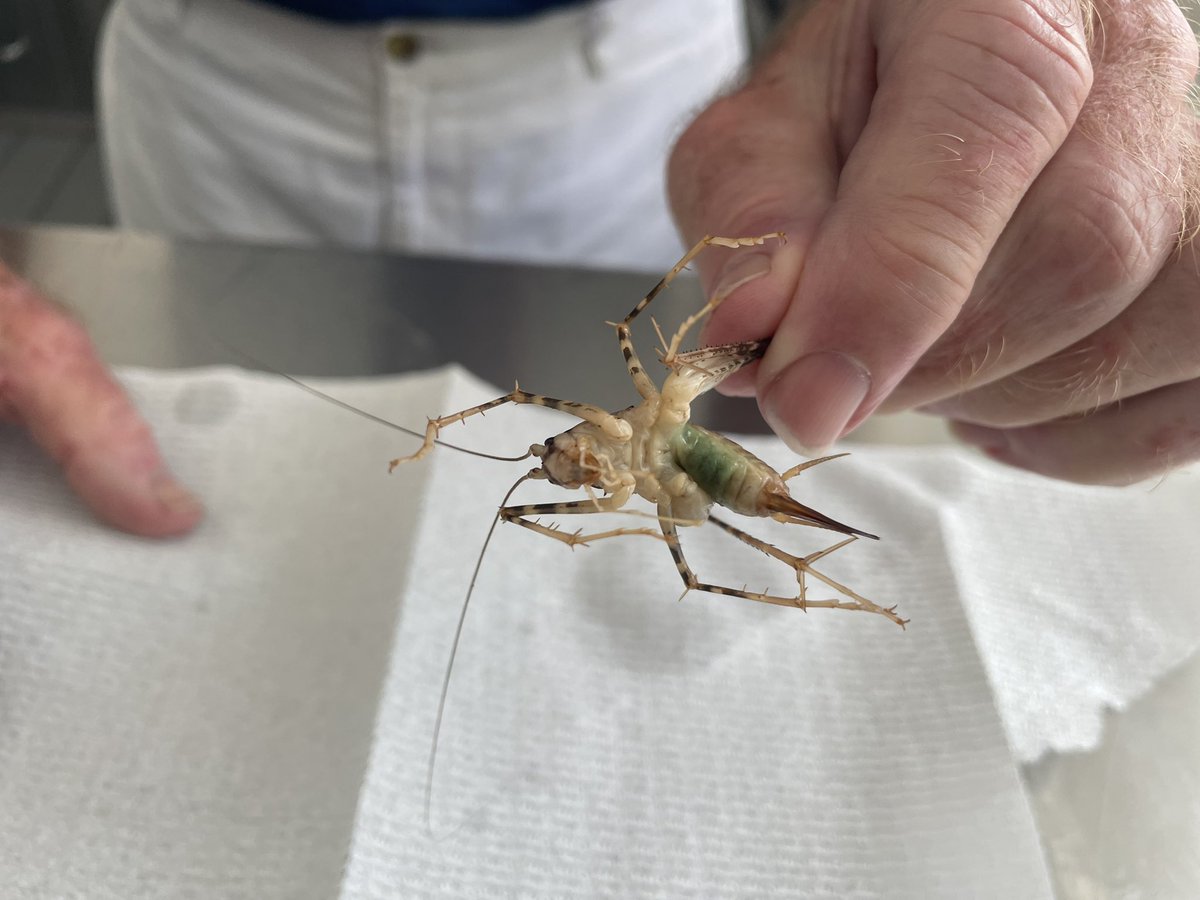 NYPaingers11's tweet photo. Alright Twitter wtf is this tremendous shrimp looking bug with a huge stinger we just found in our pool?! Thanks to grizzled Vet uncle for holding. #WhatBugIsThis https://t.co/0UTgXRpVfq