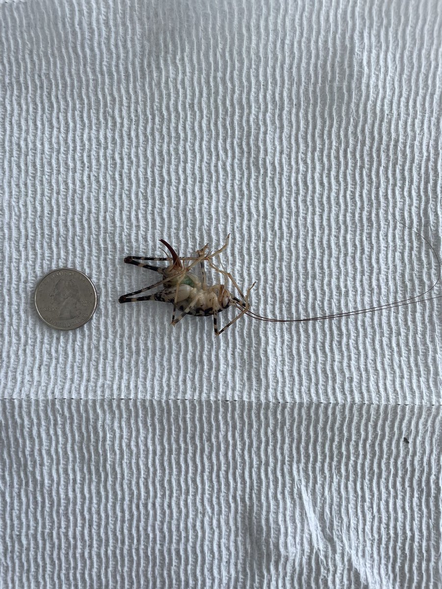 NYPaingers11's tweet photo. Alright Twitter wtf is this tremendous shrimp looking bug with a huge stinger we just found in our pool?! Thanks to grizzled Vet uncle for holding. #WhatBugIsThis https://t.co/0UTgXRpVfq