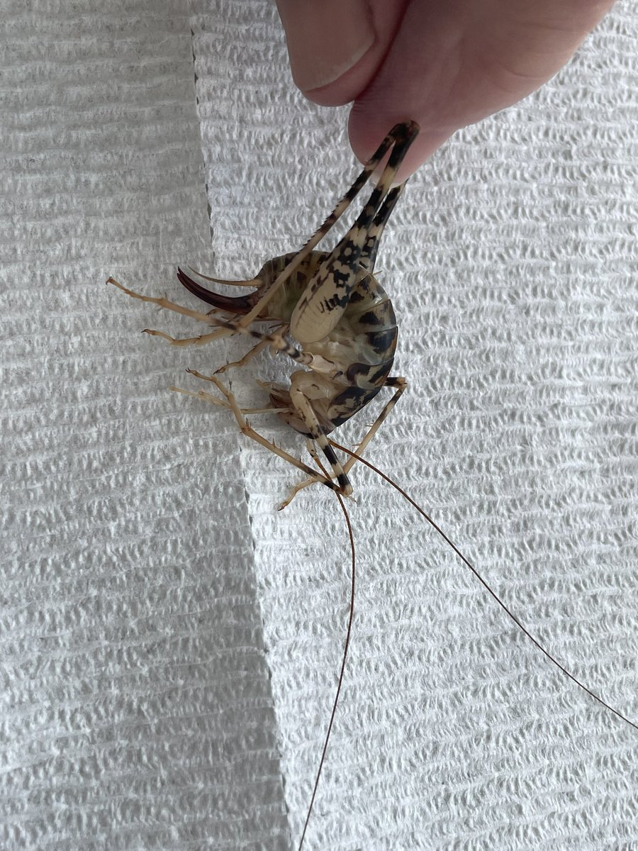 NYPaingers11's tweet photo. Alright Twitter wtf is this tremendous shrimp looking bug with a huge stinger we just found in our pool?! Thanks to grizzled Vet uncle for holding. #WhatBugIsThis https://t.co/0UTgXRpVfq
