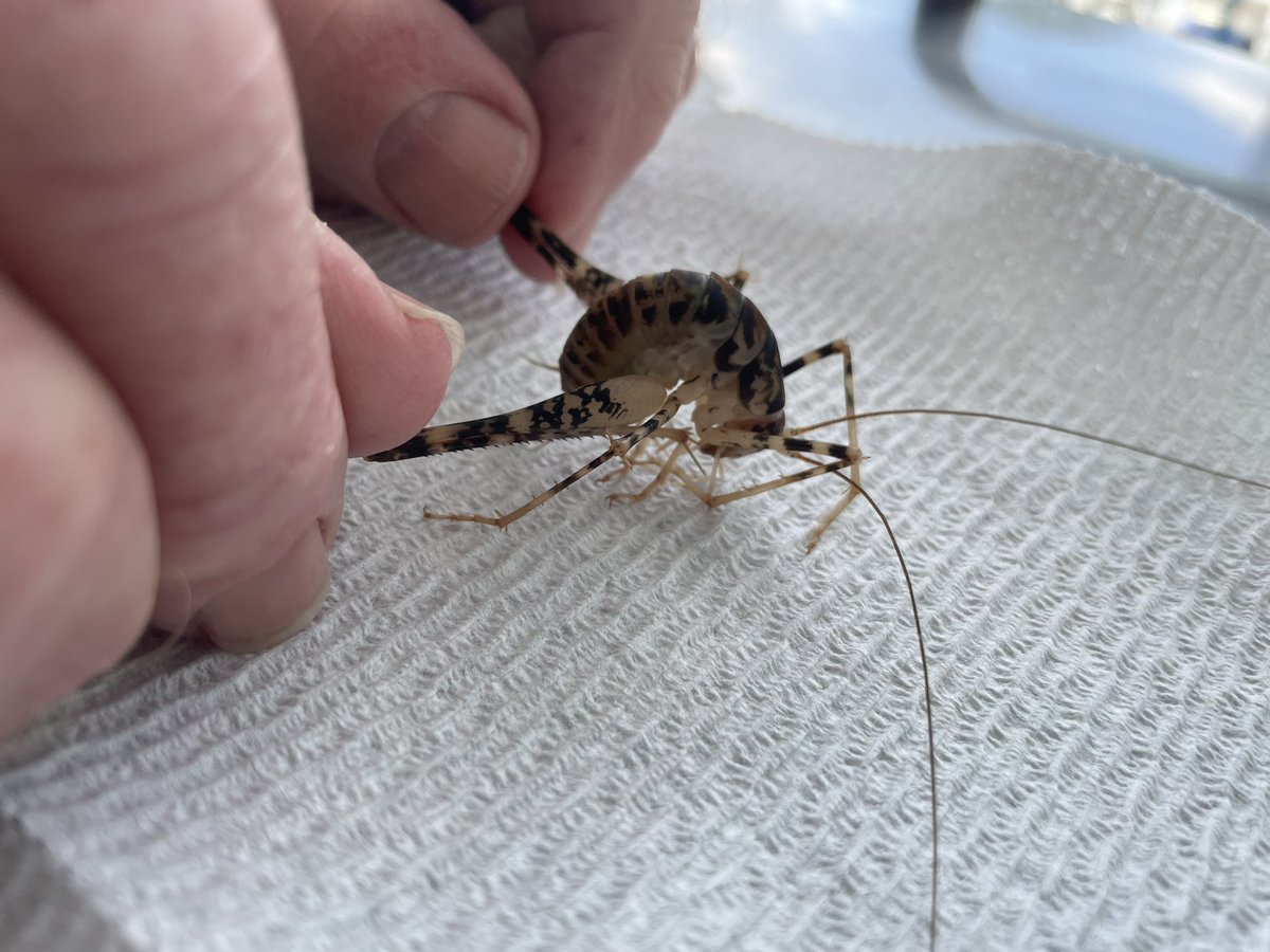 NYPaingers11's tweet photo. Alright Twitter wtf is this tremendous shrimp looking bug with a huge stinger we just found in our pool?! Thanks to grizzled Vet uncle for holding. #WhatBugIsThis https://t.co/0UTgXRpVfq