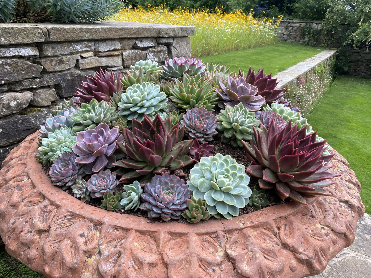 elyzzee's tweet photo. Yes. Photographed the very same today on my first ever visit   #rhswisley https://t.co/mxOUJ7sG7z