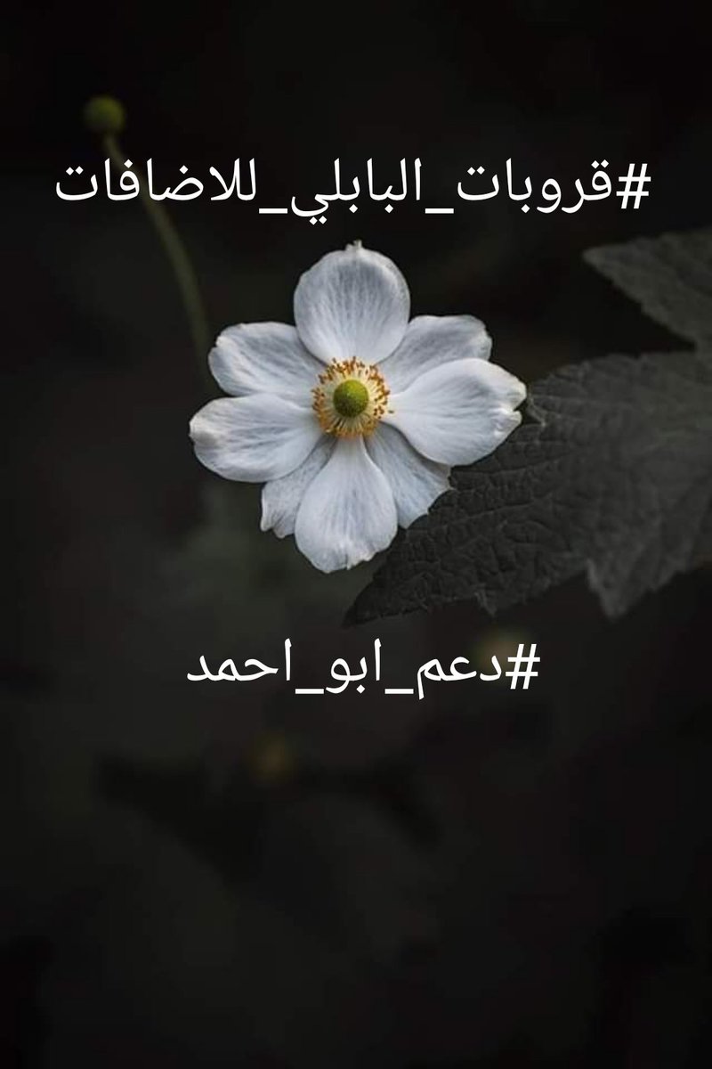 ابو احمد tweet media