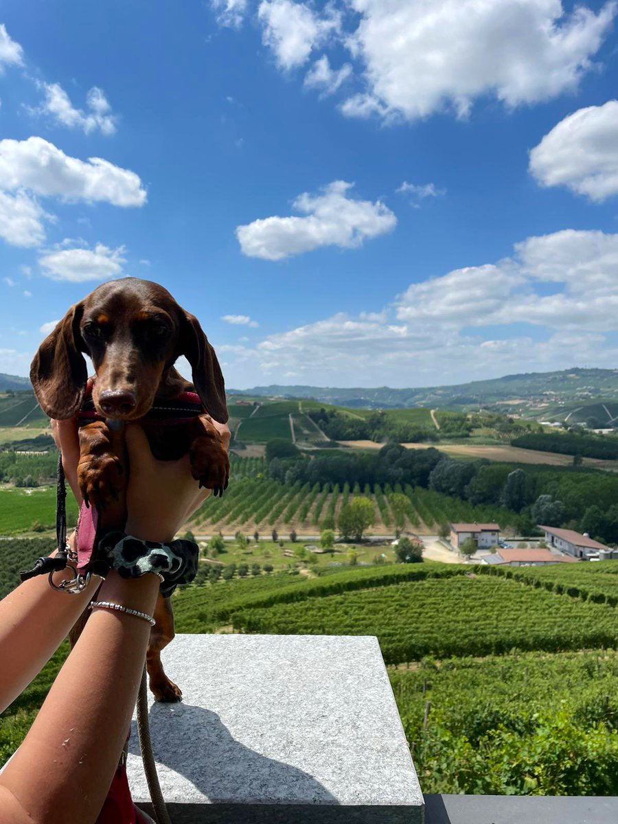 GiuliaGandelli's tweet photo. Langhe: Grinzane Cavour, Barolo, La Morra https://t.co/kRw3isLCgf