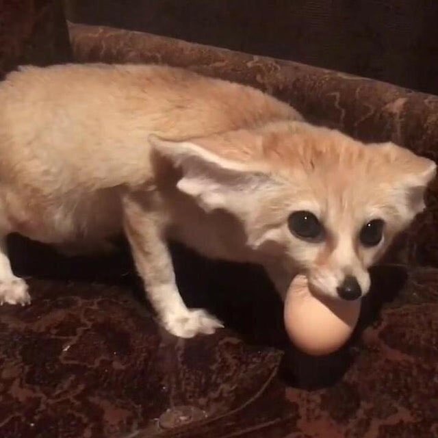 Daily Fennecs 🦊 (@fennecsdaily) on Twitter photo 