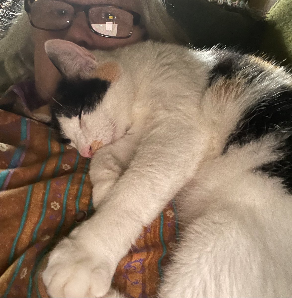BeckyDa68990211's tweet photo. Skittles &amp; I are going to take a little snooze 🛌🥱this evening💞🌹🐾🐾
#calicocrew#catsoftwitter 
#catsnapping https://t.co/BQcxgzWY9y