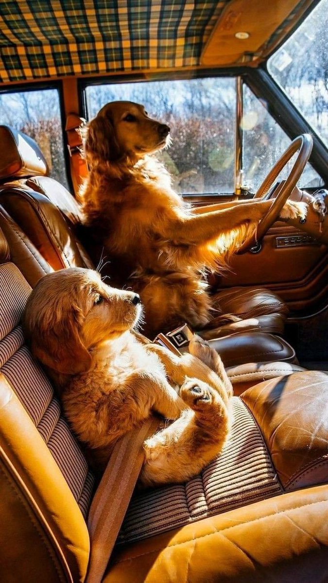 Let's go on holiday 🤣🐾
Happy  new week 😘