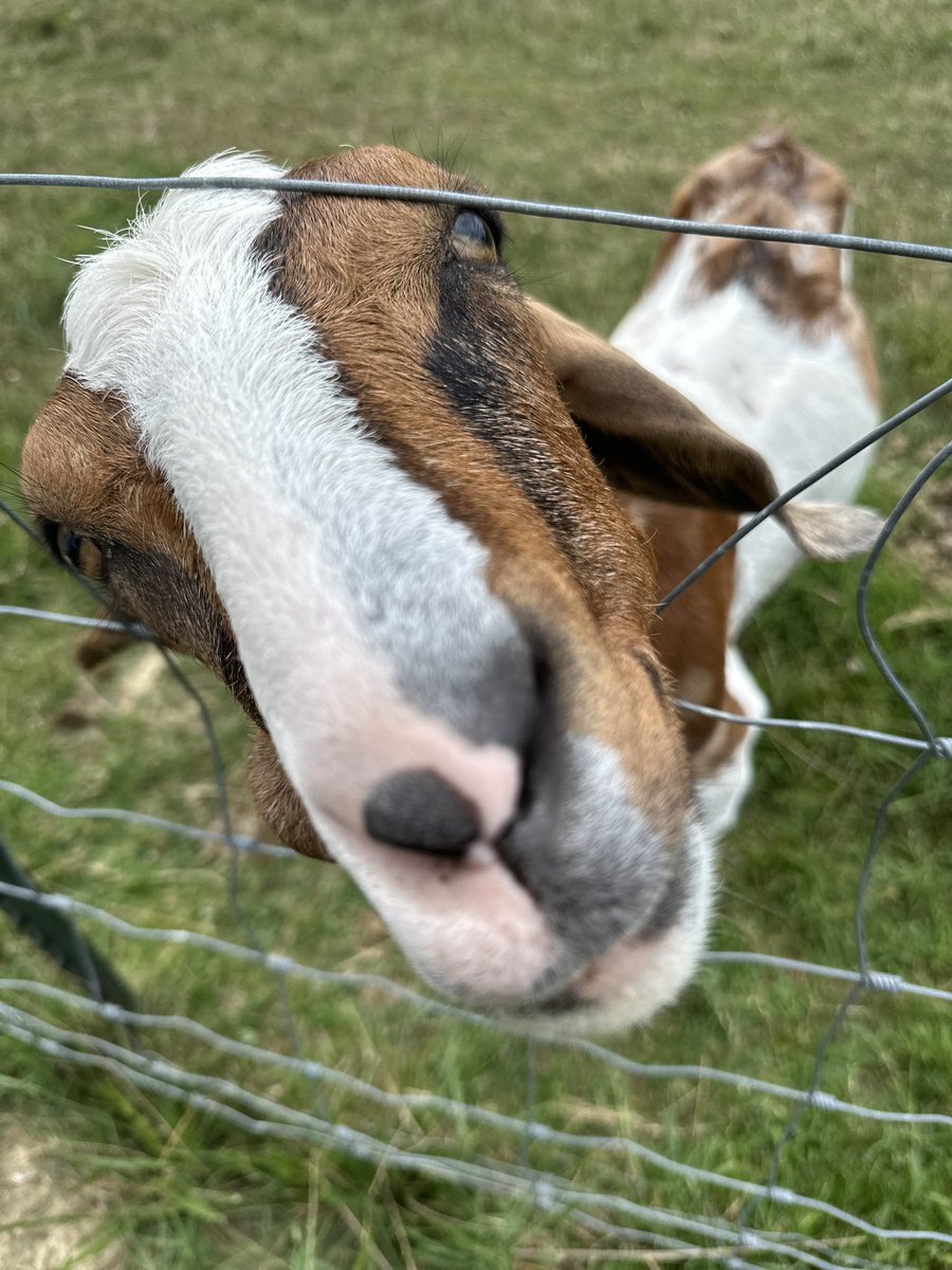 isabela_silva18's tweet photo. The goat in question https://t.co/JOkp3IxaIU