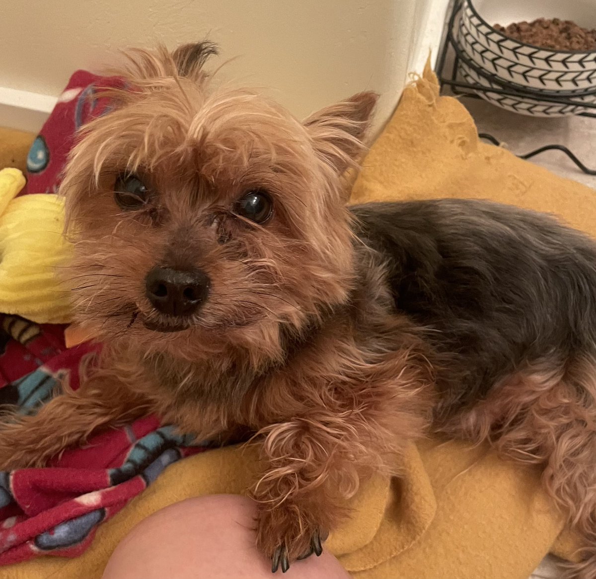 Found dog male greasewood/speedway area <a href="/whatsuptucson/">Whats Up Tucson</a>