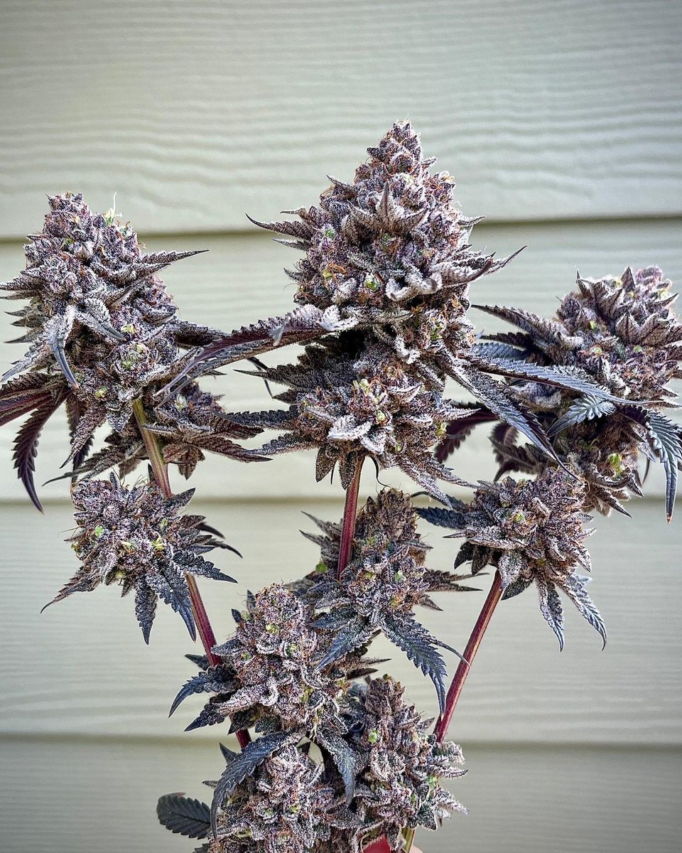 Neon Sunshine 🥶
#CannabisCommunity #cannabisindustry