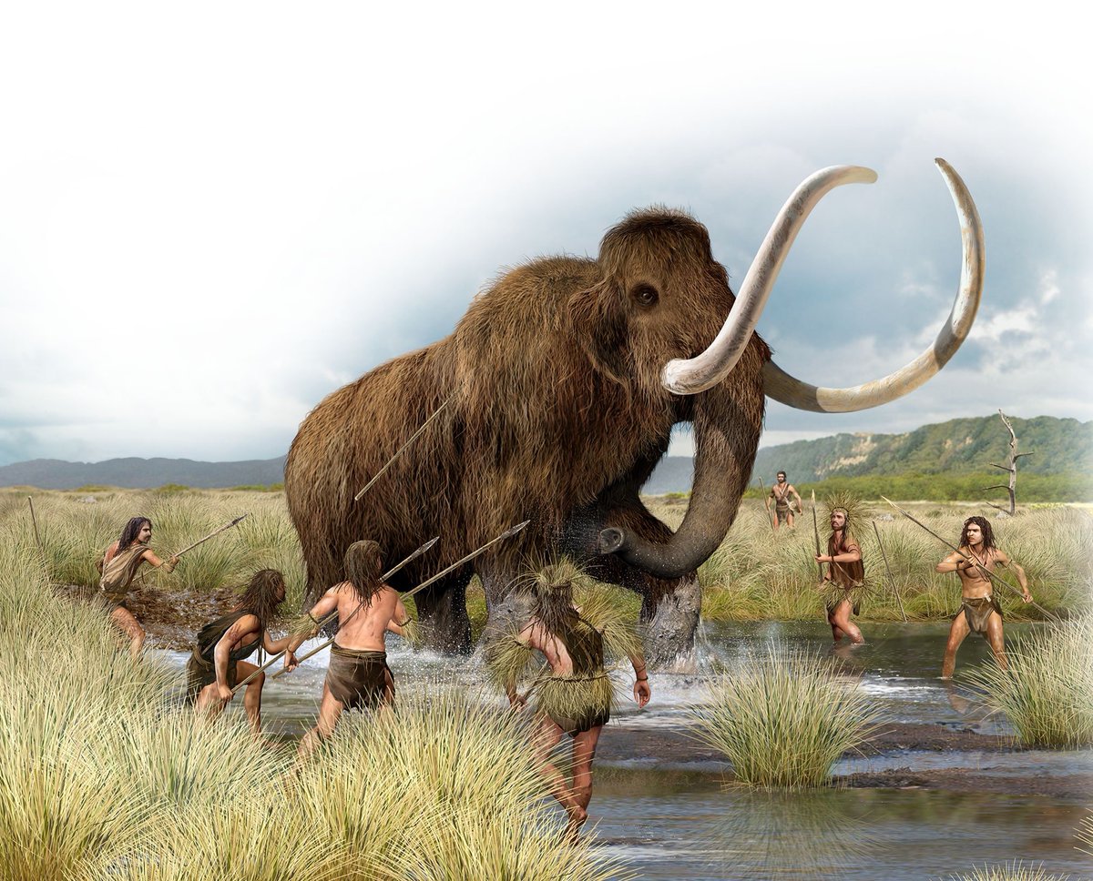 xspotsdamark's tweet photo. History books really convinced us that early humans used to hunt woolly mammoths with spears. That animal weighed 5 tons, with a speed of 24 mph. Imagine trying to stop a Uhual truck with a spear. That's how I  know most of ancient history is bullshit. They just make shit up https://t.co/Fq9eYxguEE
