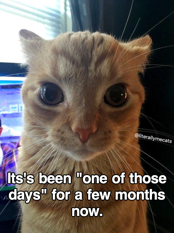 LiterallyMeCats (@literallymecats) on Twitter photo 