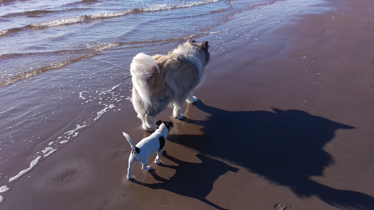 Koko (@kokochatter) on Twitter photo Brothers on the beach!
"Follow me brother and don't you stress
I'll teach you all you need to know, so you can impress!"
#VIPSummer <a href="/PetsatHome/">Pets at Home</a> Brothers on the beach!
"Follow me brother and don't you stress
I'll teach you all you need to know, so you can impress!"
#VIPSummer <a href="/PetsatHome/">Pets at Home</a>