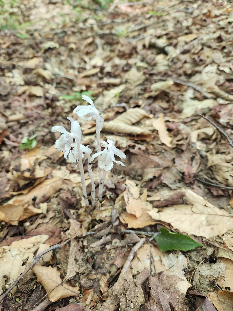 Happy to attend my first Gordon Research Conference on Photosynthesis! Also quite ironically, I was excited to spot my first non-photosynthetic plant during my stay at the conference.