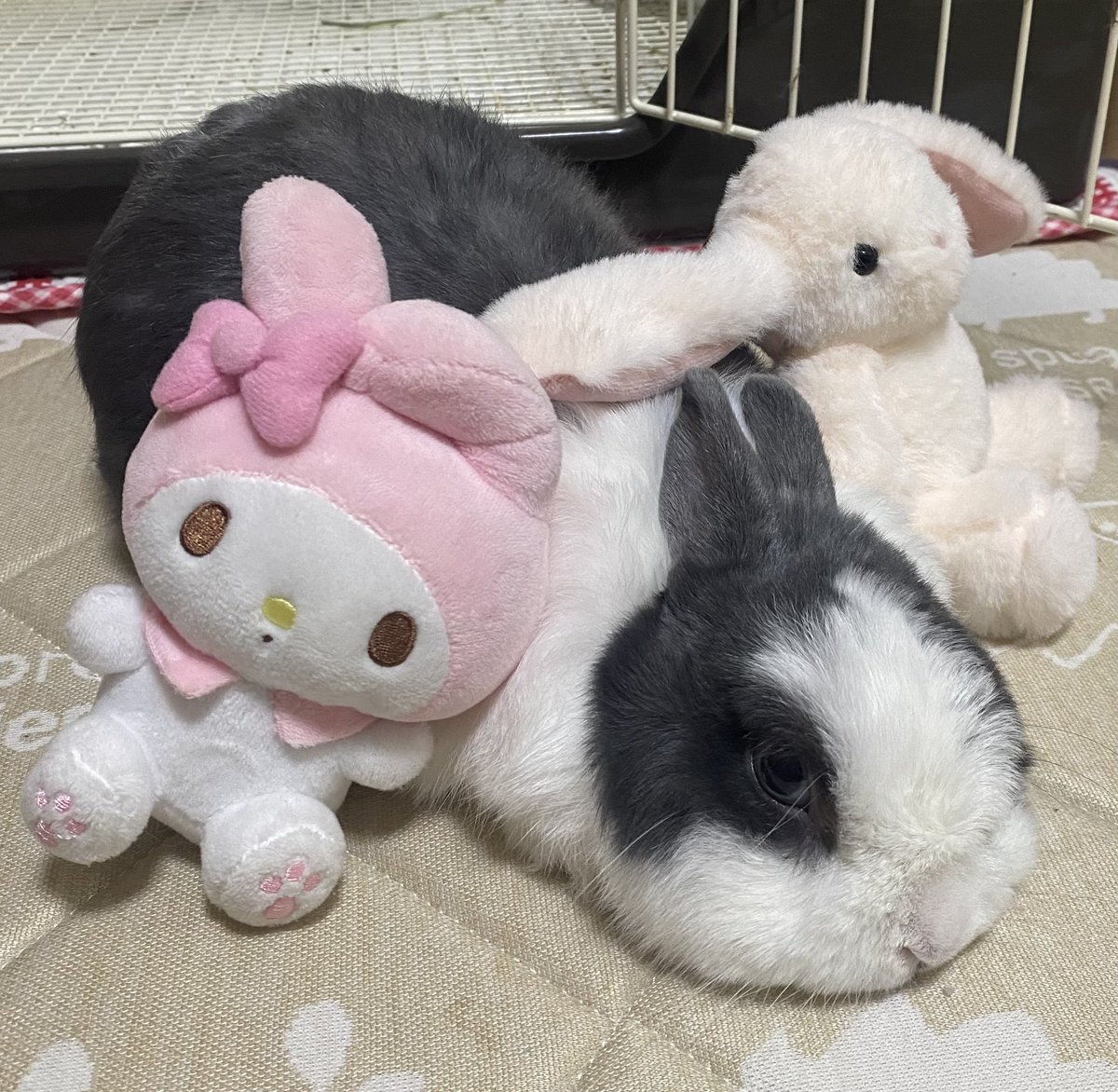 moco_cute0120's tweet photo. おはようもこ🐰
可愛いがいっぱい🐰🐰🐰
#うさぎ　#うさぎのいる暮らし https://t.co/YTehCFuCUf