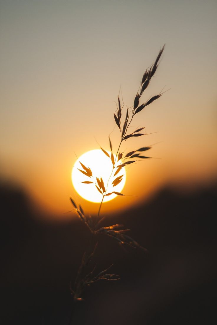 Monna Rosa tweet media