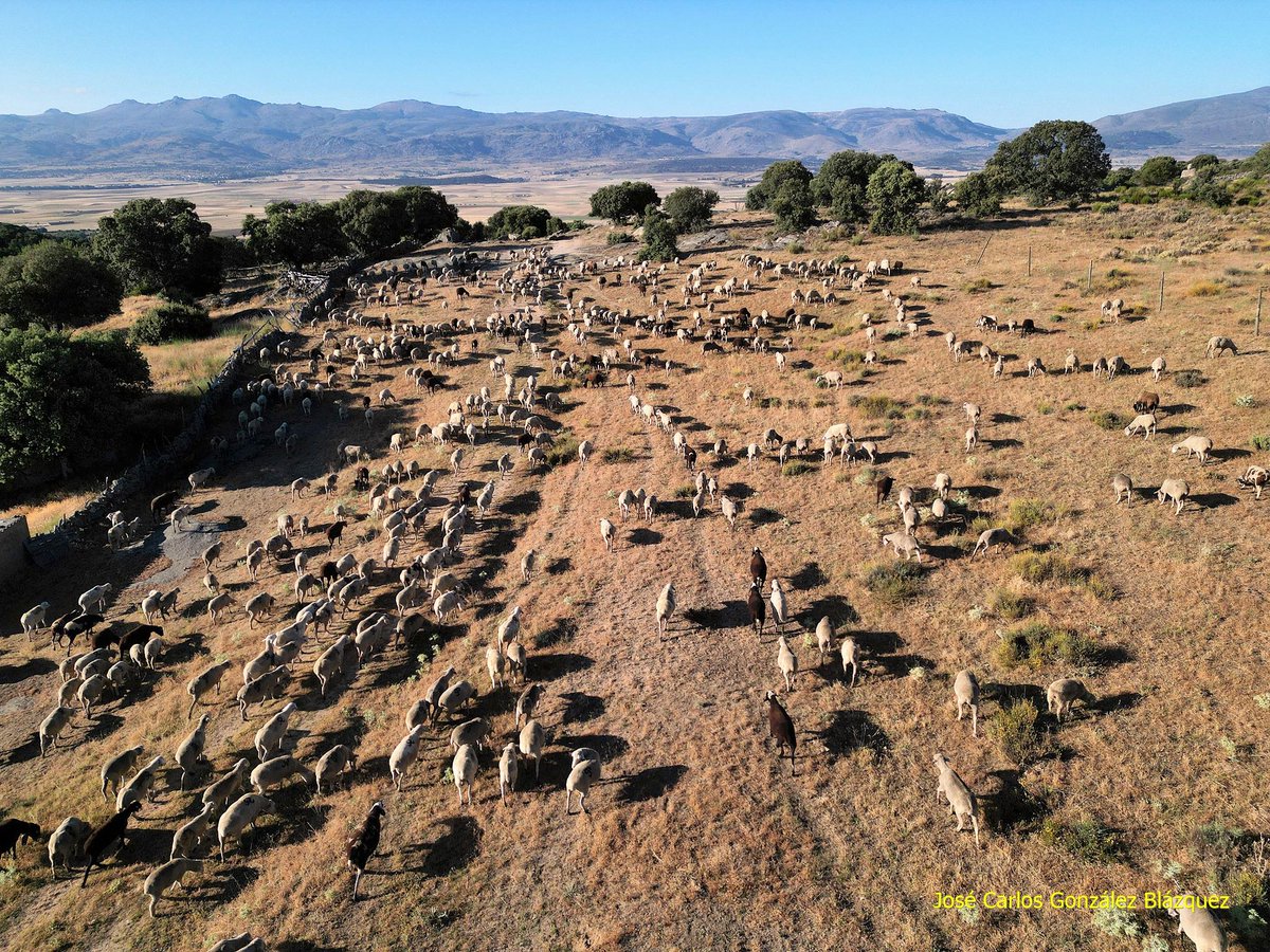 #Trabajando_en_Ávila: 6:30 a.m.: Hora de salida de Abel y tres compañeros con 745 ovejas en una 'trashumancia corta' desde Valdecasa (sierra de Ávila) hasta Sª Mª del Arroyo (valle Amblés) (Ávila). Regresarán en mayo (1)

<a href="/Lavozabulense/">La Voz Abulense</a> <a href="/avilatuitea/">Ávila tuitea</a> <a href="/andonimendoz/">Dr. Andoni Mendoza</a> <a href="/Lasdiezymedia/">Javier Hernández</a>