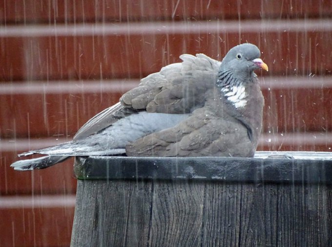 a_london_pigeon's tweet photo. 📷  Anja Dijkstra @wadloveranja  
Downpour at Biddinghuizen 
#Flevoland #Netherlands 
#August2016 https://t.co/iSM4Ud42qn