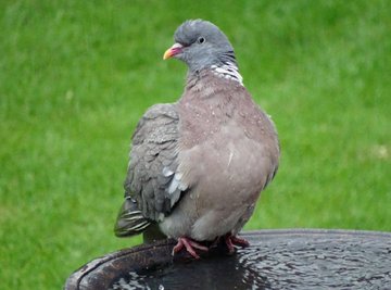 a_london_pigeon's tweet photo. 📷  Anja Dijkstra @wadloveranja  
Downpour at Biddinghuizen 
#Flevoland #Netherlands 
#August2016 https://t.co/iSM4Ud42qn