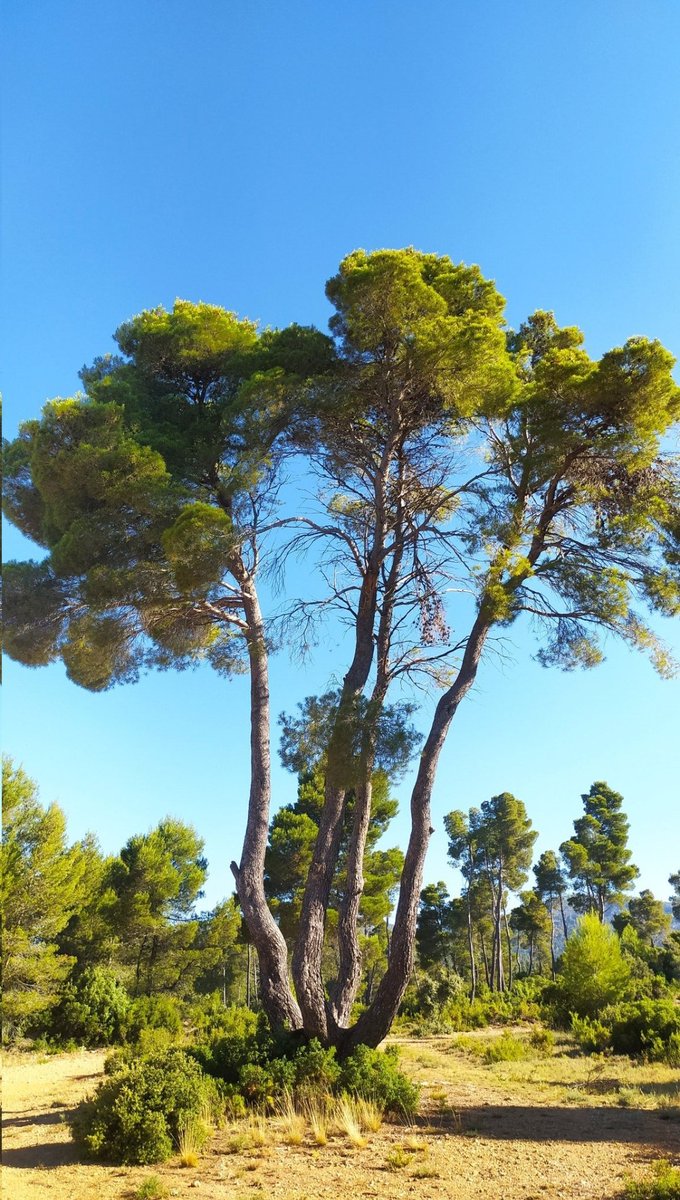 @Fraruhi @arboles_magicos @pSerraniaCuenca @a_singulares @arbopalm @erase_un_Almez Aquí tenemos el Pino de las 4 Garras, en Estenas (Utiel).