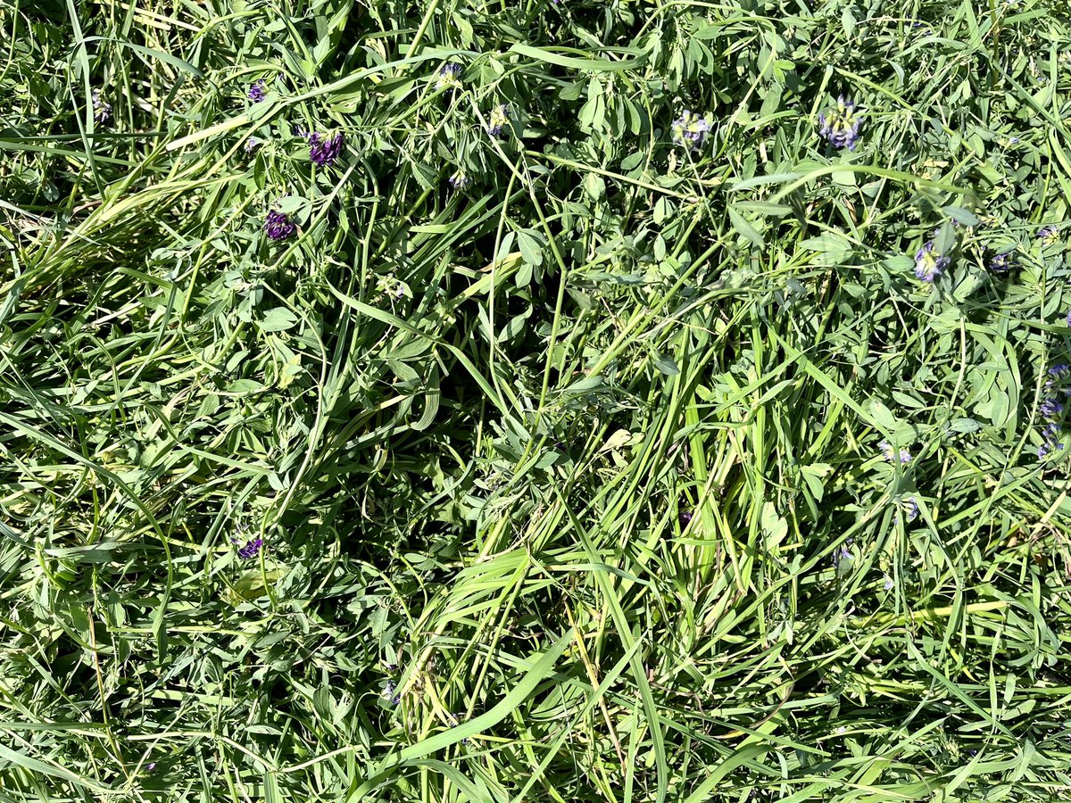 Tyler Gibson (@brendaleacres) on Twitter photo Can’t trust the forecasts as far as I can throw em! So it was time to knock down some second cut!! Really happy with the quality of the <a href="/speareseeds/">Speare Seeds</a> custom hay mix again!! #onag #cowchow #brendaleacres
<a href="/sprucedaleag/">Sprucedale Agromart Ltd.</a> <a href="/stephen_zettle/">Stephen Zettle</a> Can’t trust the forecasts as far as I can throw em! So it was time to knock down some second cut!! Really happy with the quality of the <a href="/speareseeds/">Speare Seeds</a> custom hay mix again!! #onag #cowchow #brendaleacres
<a href="/sprucedaleag/">Sprucedale Agromart Ltd.</a> <a href="/stephen_zettle/">Stephen Zettle</a>