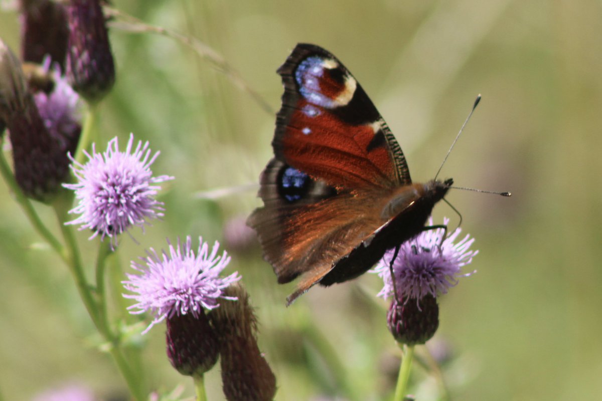Eleanor_artsish's tweet photo. #wildflowerhour https://t.co/7Rs8v4Hn5M