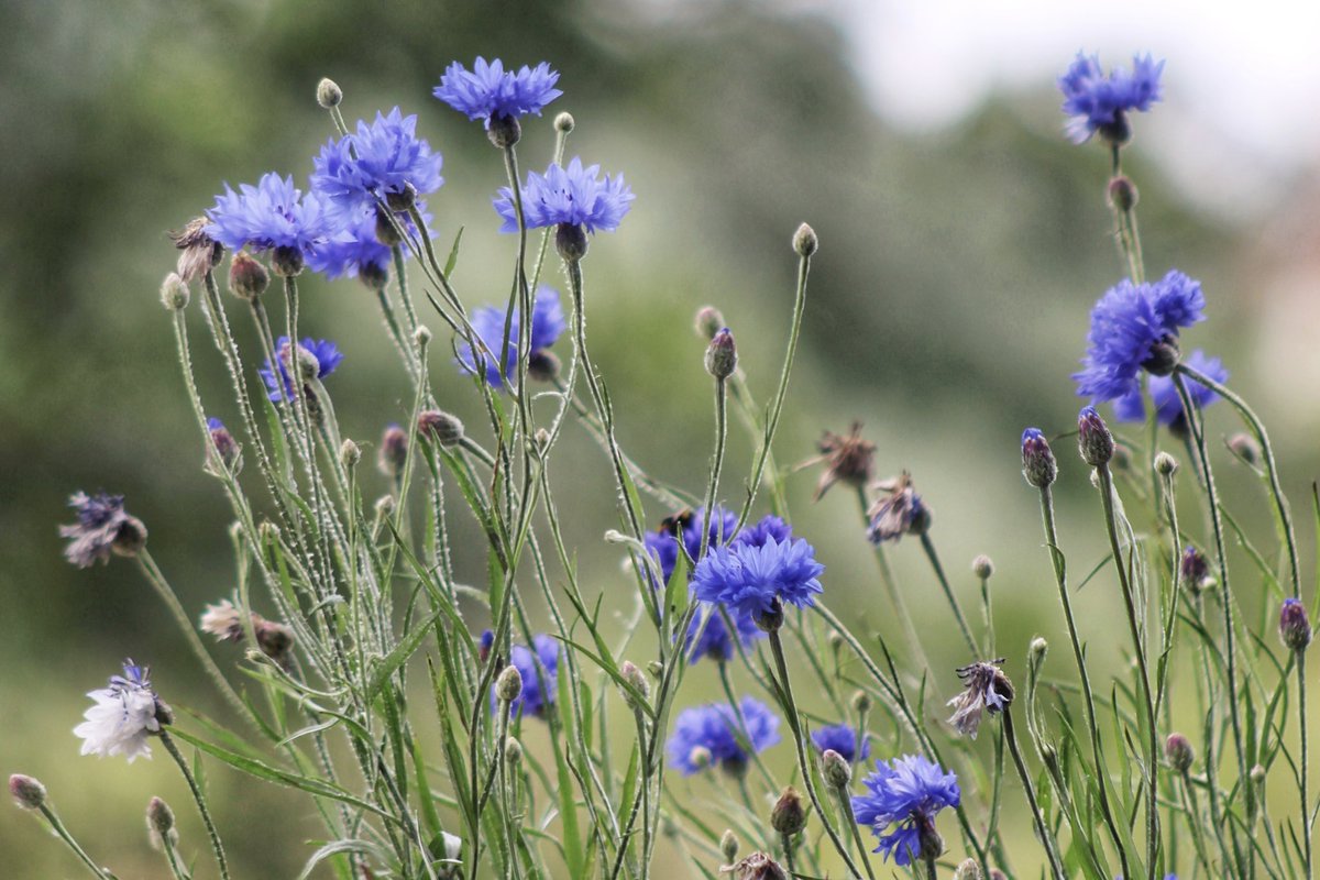 Eleanor_artsish's tweet photo. #wildflowerhour https://t.co/7Rs8v4Hn5M