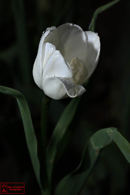 waycoolfinds's tweet photo. White Tulip Flower Photo / Photography / Photographic Print Green Stem Leaves Black Background (ET4)

https://t.co/ANnl4RLAUt

#photo #photographer #photography #photographic #print #flower #tulip #black #petals #white #purity #water #droplets https://t.co/X0iT9590gk