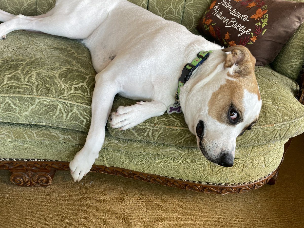 KristenZambo's tweet photo. You know, dinner time doesn’t have to be 6 p.m. Actually, 5:06 p.m. would be perfection. #thoughtsofdogs #dogs #dogslife https://t.co/jtf2fqOEs6