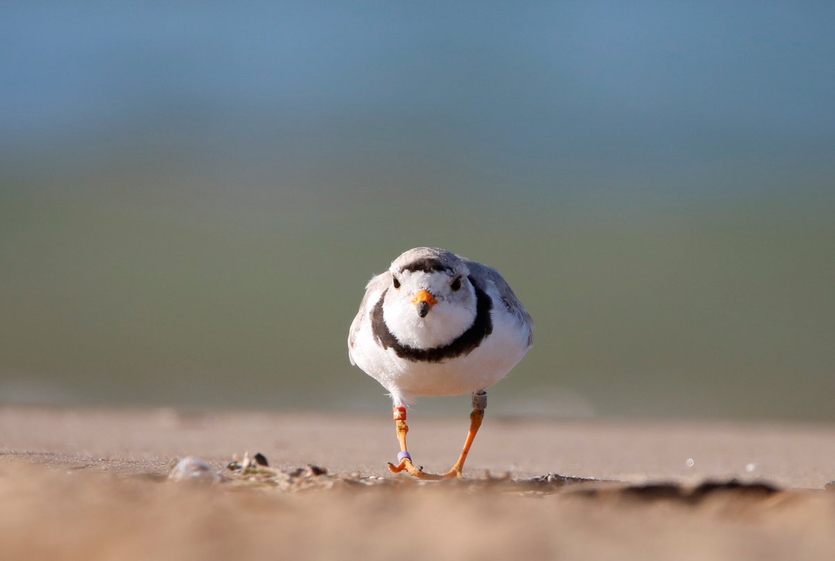 Here’s looking at you, Chicago! 🤍
Sunday, July 30, 2023

With no sightings of either today, it appears that Imani and Wild Indigo have started off on their southward migration.

📸: Daniel Eastman (Imani on the public beach at Montrose, Chicago, July 8,2023)
