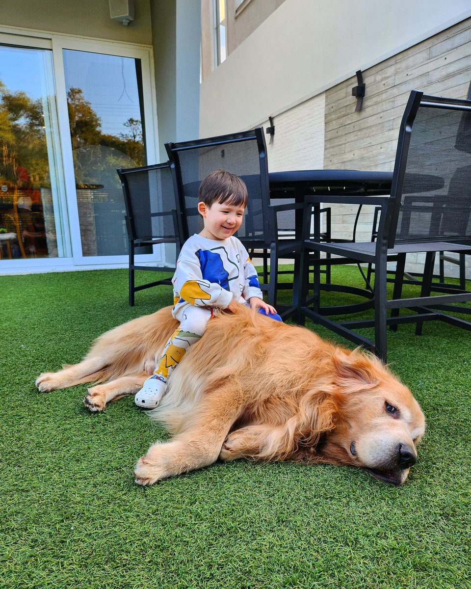 Bom domingo pessoal, tô brincando com o Messi, um cachorro gigante 🦁