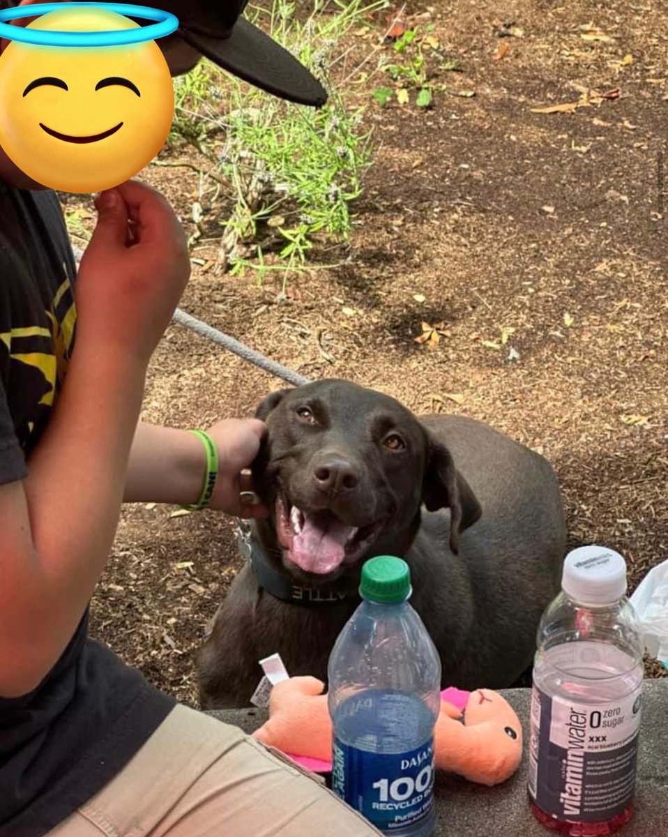 DogGoneSeattle's tweet photo. Paso Doble was a #KidFest yesterday. Oh my, look at this sweet boy! What a lover! โค๏ธ https://t.co/RzJPiHRuEg