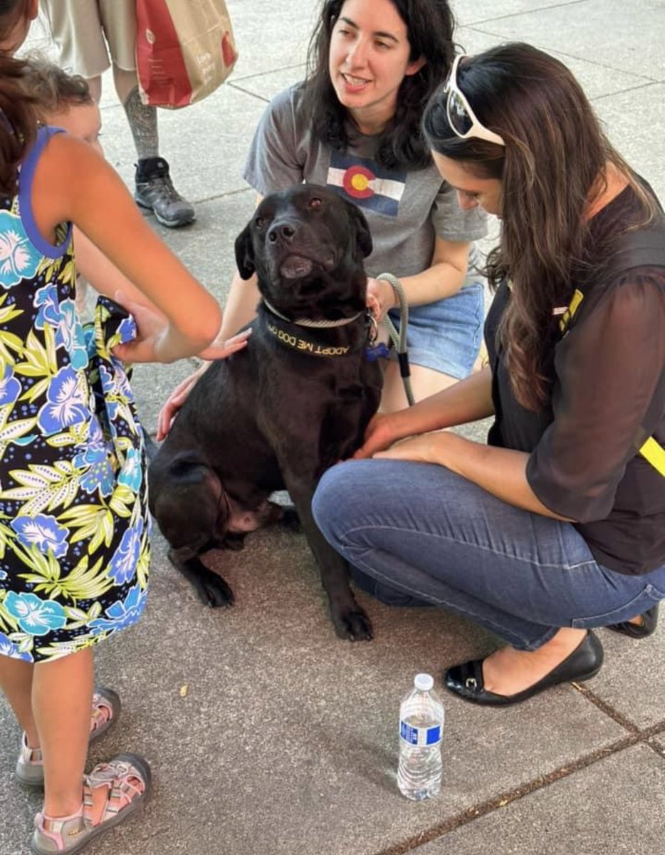 DogGoneSeattle's tweet photo. Paso Doble was a #KidFest yesterday. Oh my, look at this sweet boy! What a lover! โค๏ธ https://t.co/RzJPiHRuEg