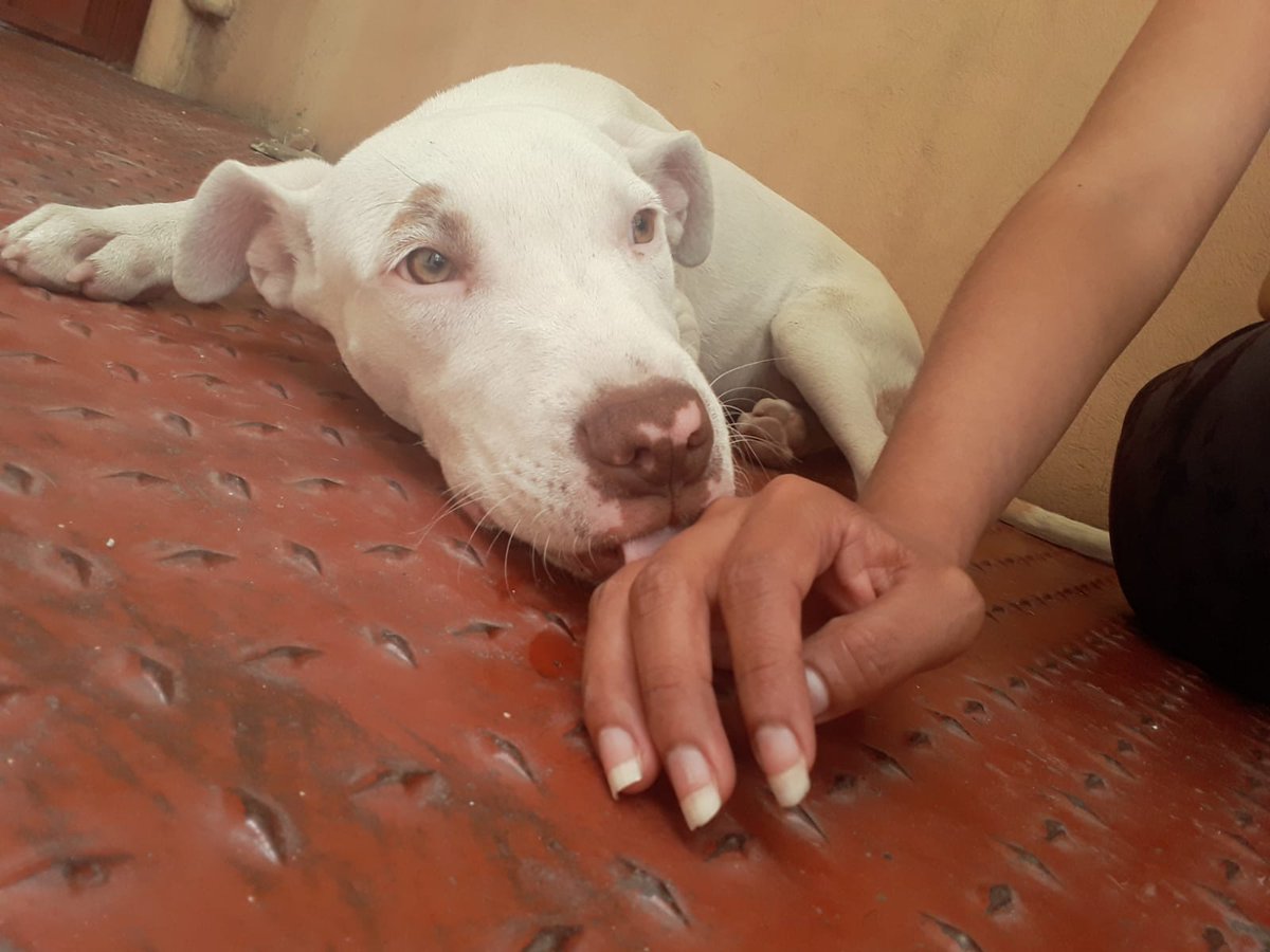 Werita sigue esperando una familia, 7 meses, mediana, es un amor! Anímate! #rt #cdmx #adoptaNoCompres wats 5548724347