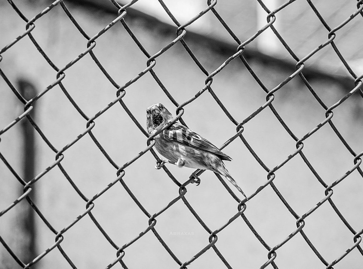 Cirque
#birdphotography #birding #birdlovers #birdwatching #bnw #bnwphotography #blancoynegro #blancoynegro_lovers #aves #photographers