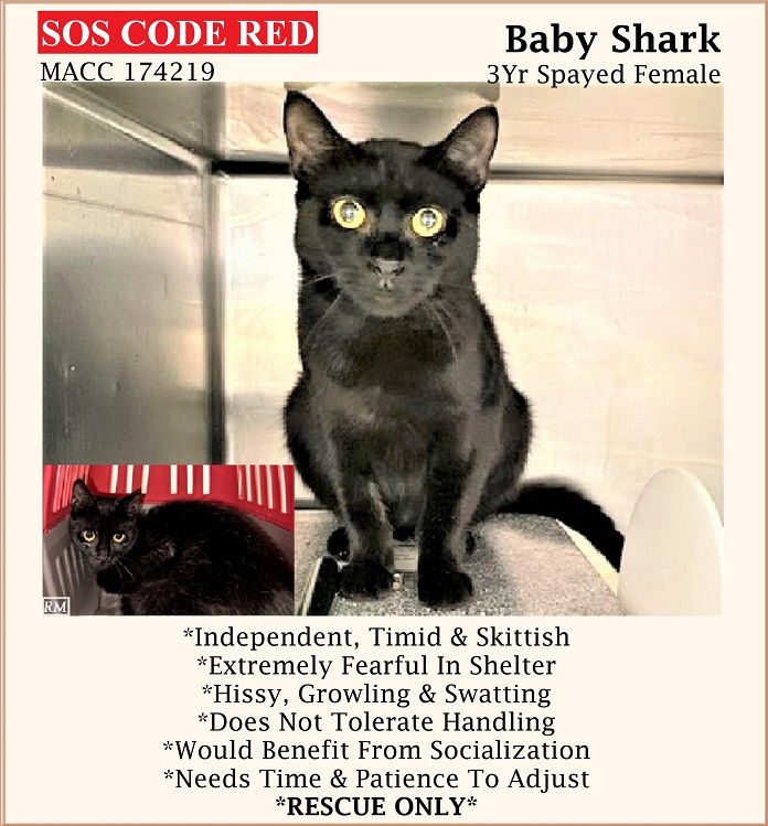 sachikoko's tweet photo. ๐CODE RED๐8TH TIME LISTED TBD TUE 8/1/23๐
๐STRESSED 2YO BLACK KITTY "BABY SHARK"๐
๐ฟ๐LATE TERM SPAY ABORTED, FEARFUL, NOT THRIVING IN SHELTER
๐จNEEDS #RESCUE #FOSTER ASAP๐จ
โฉ174219 https://t.co/OQjfW5o25f
๐จNEW HOPE RESCUE ONLY๐จ
๐๐ฝ#PLEDGE 2 #SAVEALIFE
#MANHATTAN #NYCACC https://t.co/NbzdlC7YET