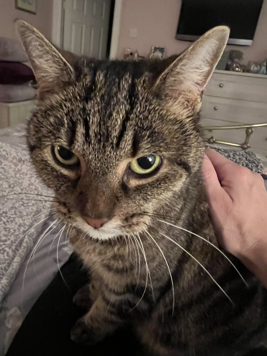 MillieMall's tweet image. Can you believe I was ABANDONED for hours (including overnight yesterday) by mum, who went swanning off with pals to celebrate one of their Birthdays? 🙀😾
I’m making sure (a) she knows my feelings on the matter &amp;amp; (b) that she won’t go anywhere again! 😼