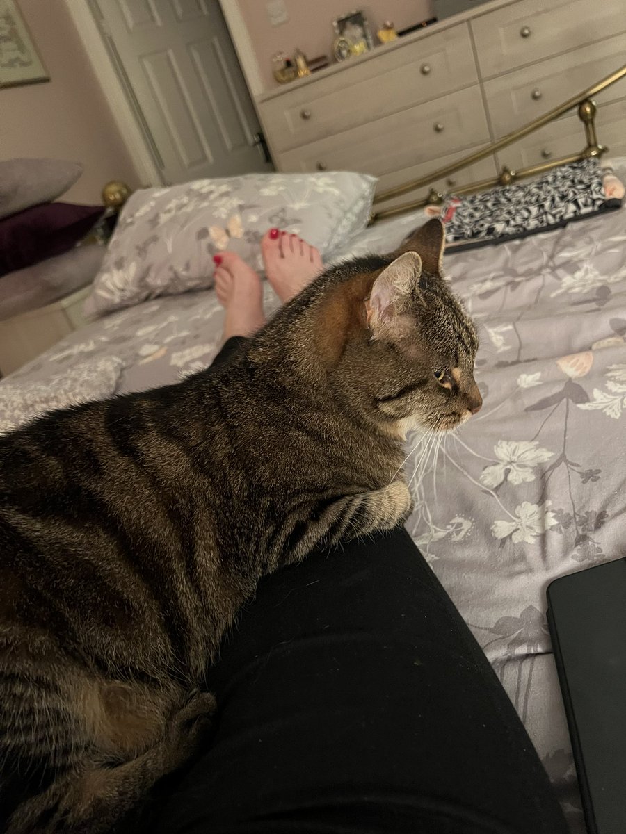 MillieMall's tweet image. Can you believe I was ABANDONED for hours (including overnight yesterday) by mum, who went swanning off with pals to celebrate one of their Birthdays? 🙀😾
I’m making sure (a) she knows my feelings on the matter &amp;amp; (b) that she won’t go anywhere again! 😼