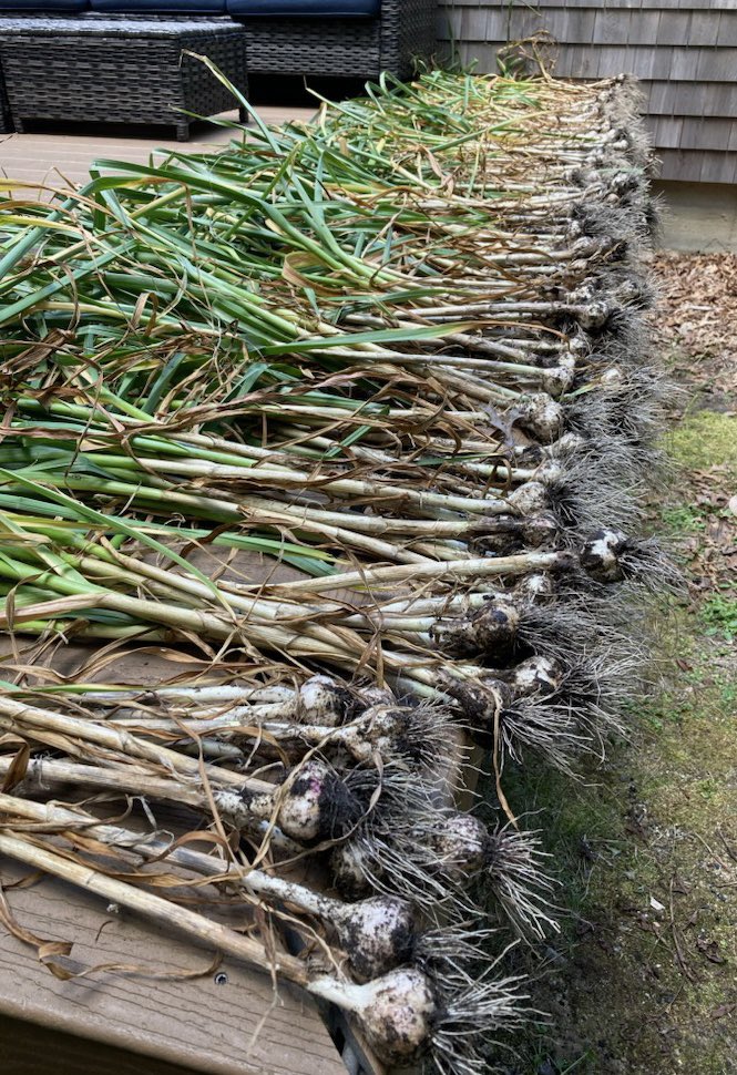 Last Saturday’s epic #garlic harvest with 275 bulbs. <a href="/capecodonthefly/">capecodonthefly</a> #harwich #heirloomgarlic