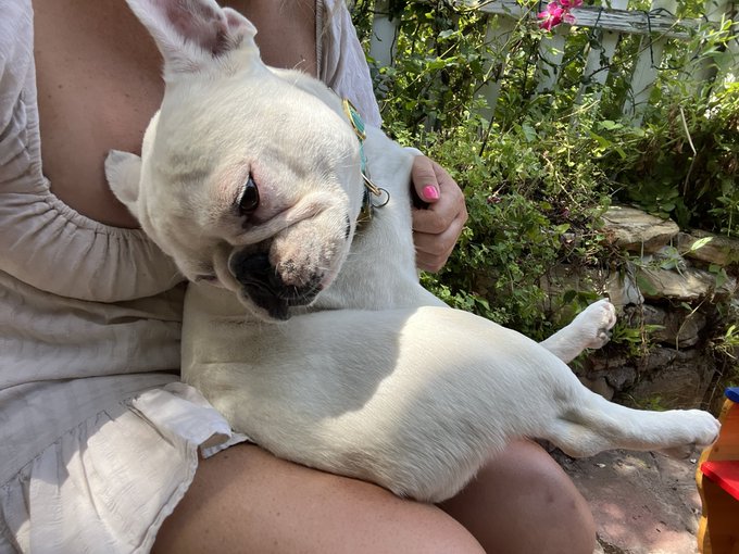 My chunk #frenchie https://t.co/LOFxmaBrHc<a href="/tag/frenchie"class="tags">#frenchie</a>