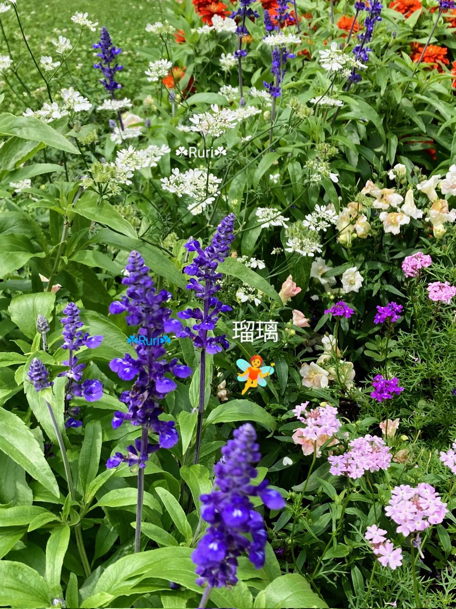 🥀   今日の花壇

　ブルーサルビアと、可憐な花々の寄せ植えです。

　　  🥀 🧺 🥀